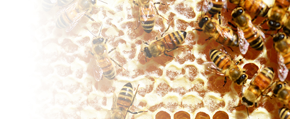 彰化蜂蜜小農,蜂蜜,CT蜜工坊,台灣蜜,蜂王乳,花粉